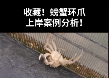 螃蟹环爪1.png